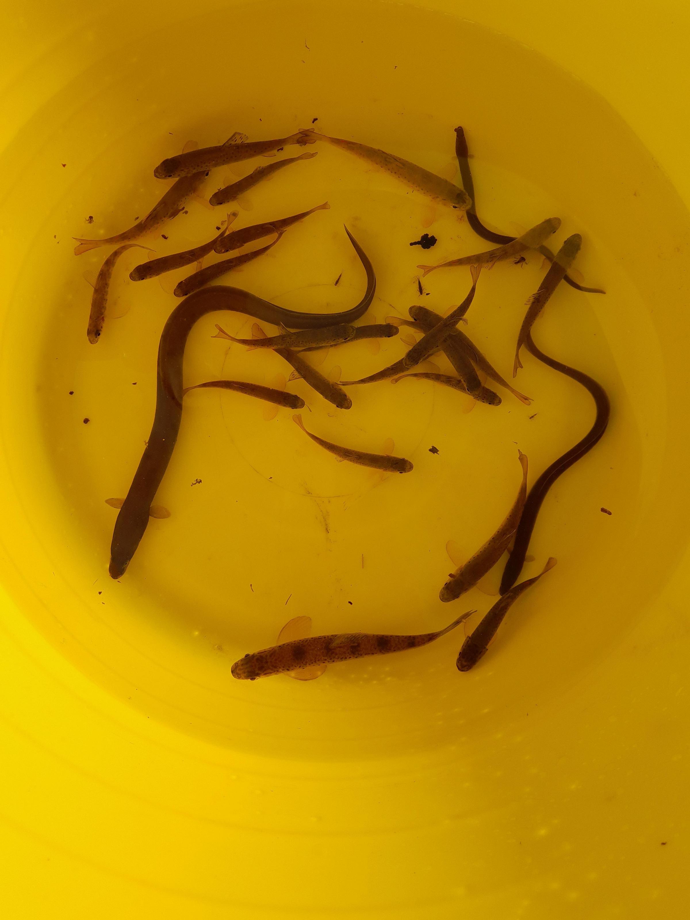 Staff from Natural Resources Wales (NRW) relocated 82 trout fry, 16 trout parr, four salmon fry, four salmon parr, 10 eels and 33 minnows from a stretch of the Afon Goch within the village of Llanberis.