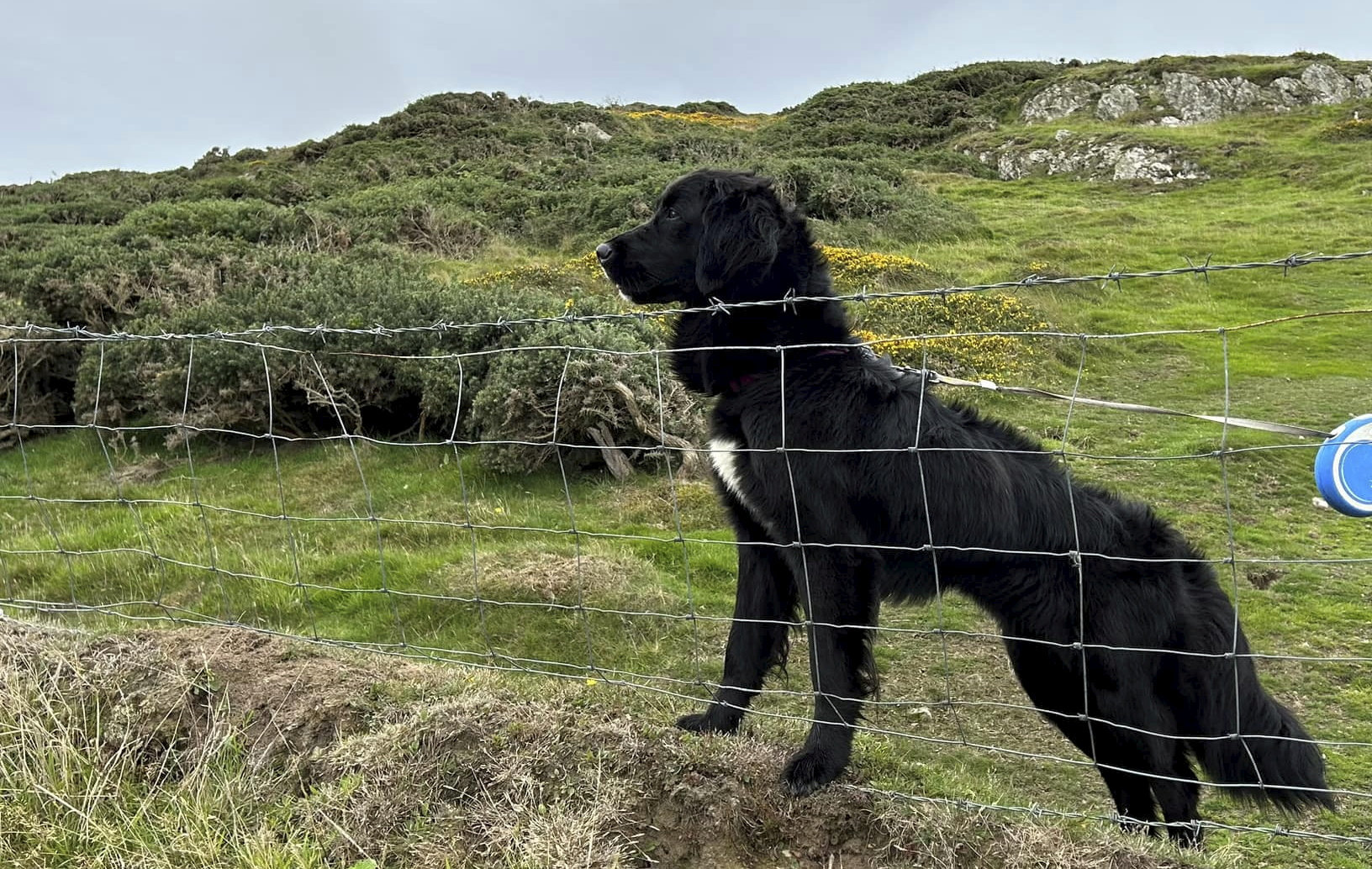 Peppa the dog. See SWNS story SWMRdog.A dog has been rescued from the side of a massive cliff where it was stuck - for 12 days. The pup, named Peppa, was wedged on the Llyn Peninsula in Gwynedd, Wales.Coastguard were notified after a fisherman and two