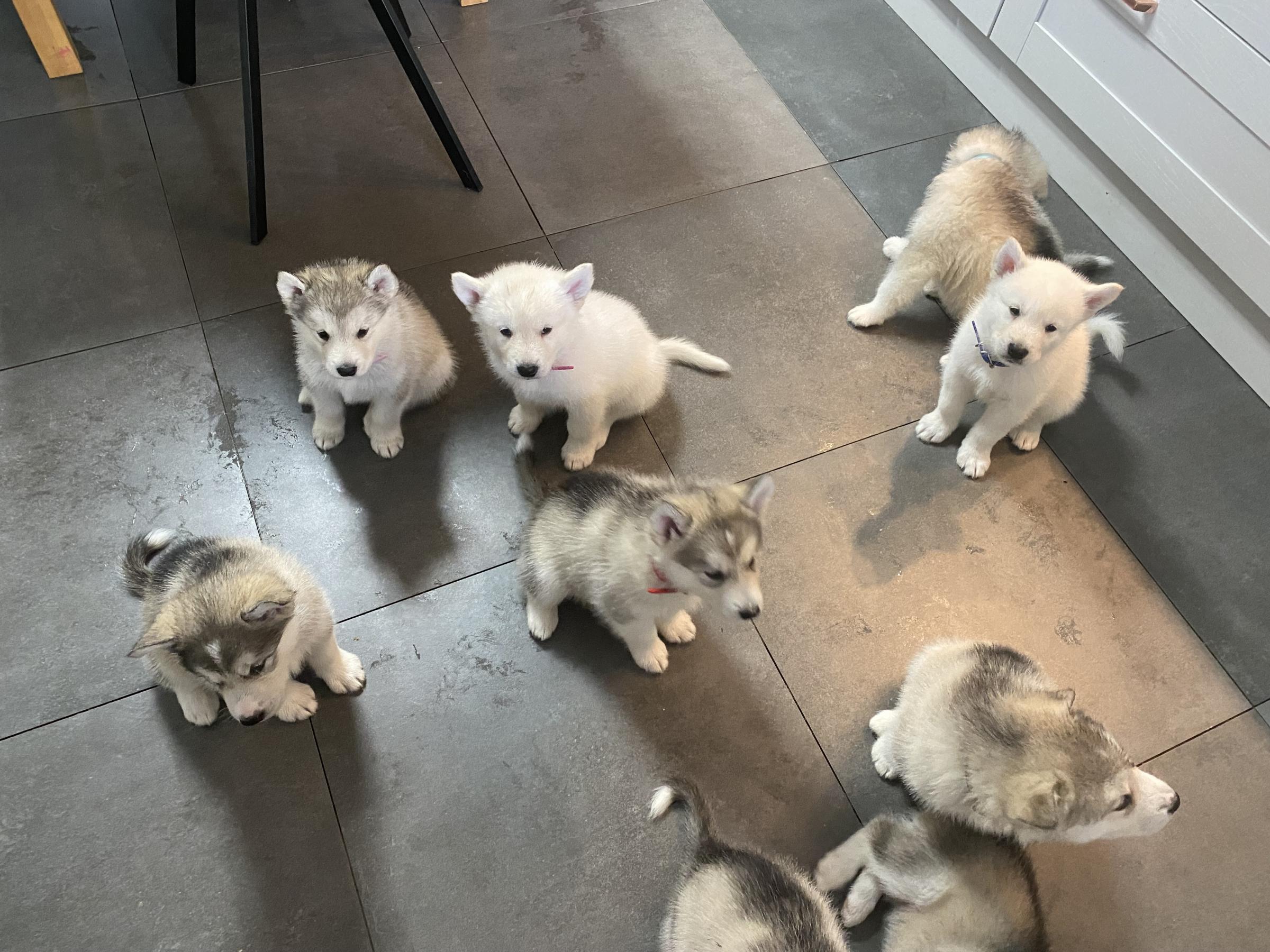 The Alaskan malamutes puppies. Image: SWNS