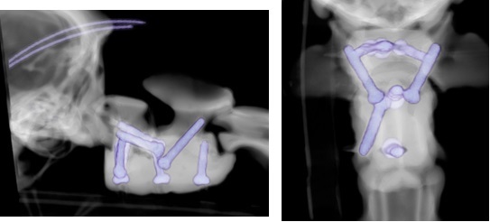 To treat Arthur, a team of specialist veterinary surgeons at Chestergates joined Fusion Implants in Liverpool to create bespoke 3D-printed spinal screws and special surgical cement to help stabilise his spine.